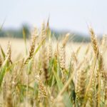 Hale prefabrykowane dla rolnictwa: Jakie korzyści przynosi szybka budowa?